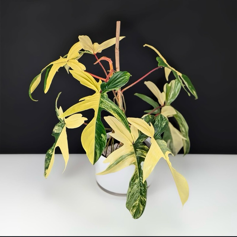 ฟิโลเดนดรอนก้ามกุ้งด่าง Philodendron Florida Beauty Variegated