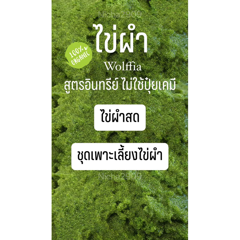 ไข่ผำ ชุดเพาะเลี้ยงไข่ผำ ผักพื้นบ้าน wolffia ขยายพันธุ์ ปลอดสารพิษ ปลอดสารเคมี พร้อมทาน ออแกนิก พืช สลัด ผลไม้