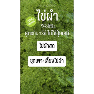 ไข่ผำ ชุดเพาะเลี้ยงไข่ผำ ผักพื้นบ้าน wolffia ขยายพันธุ์ ปลอดสารพิษ ปลอดสารเคมี พร้อมทาน ออแกนิก พืช สลัด ผลไม้