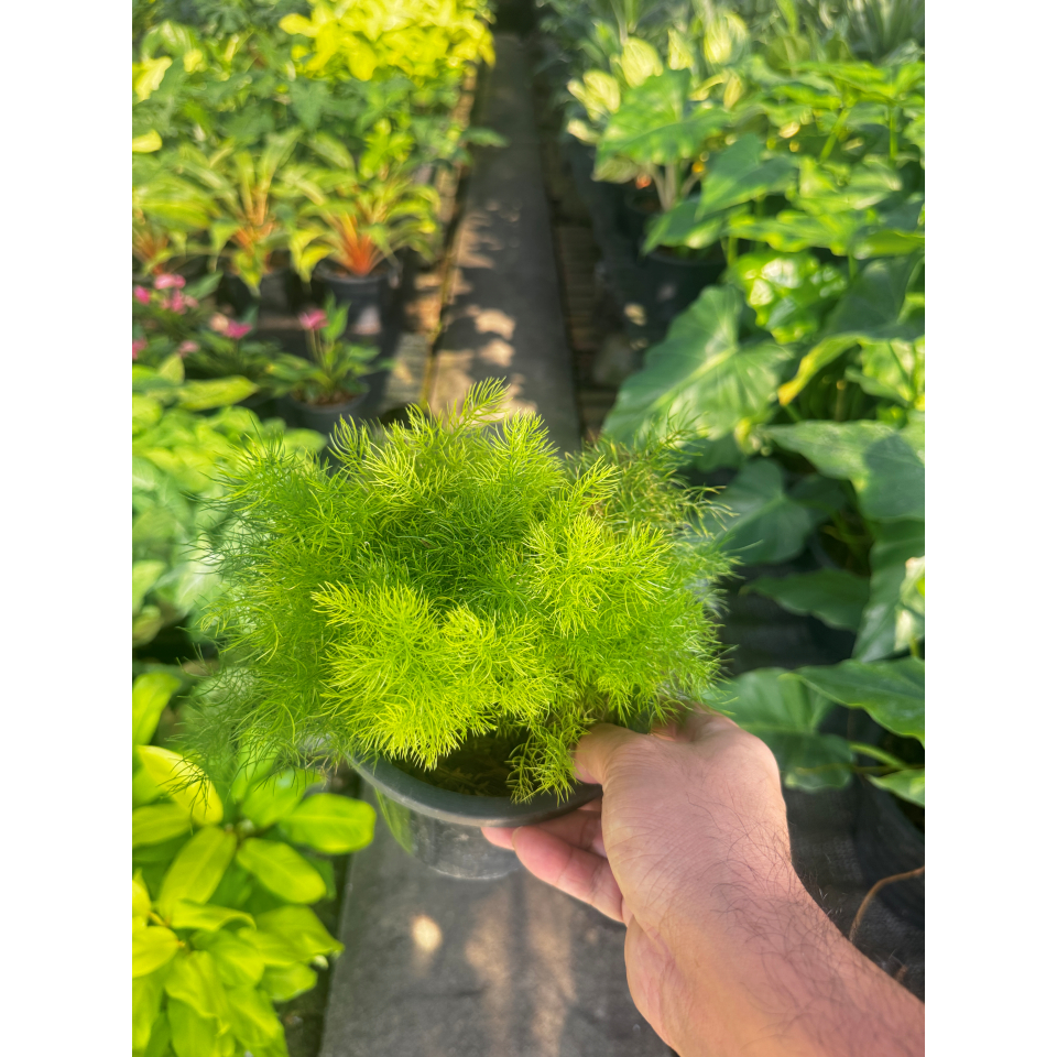 มุมมอง 4