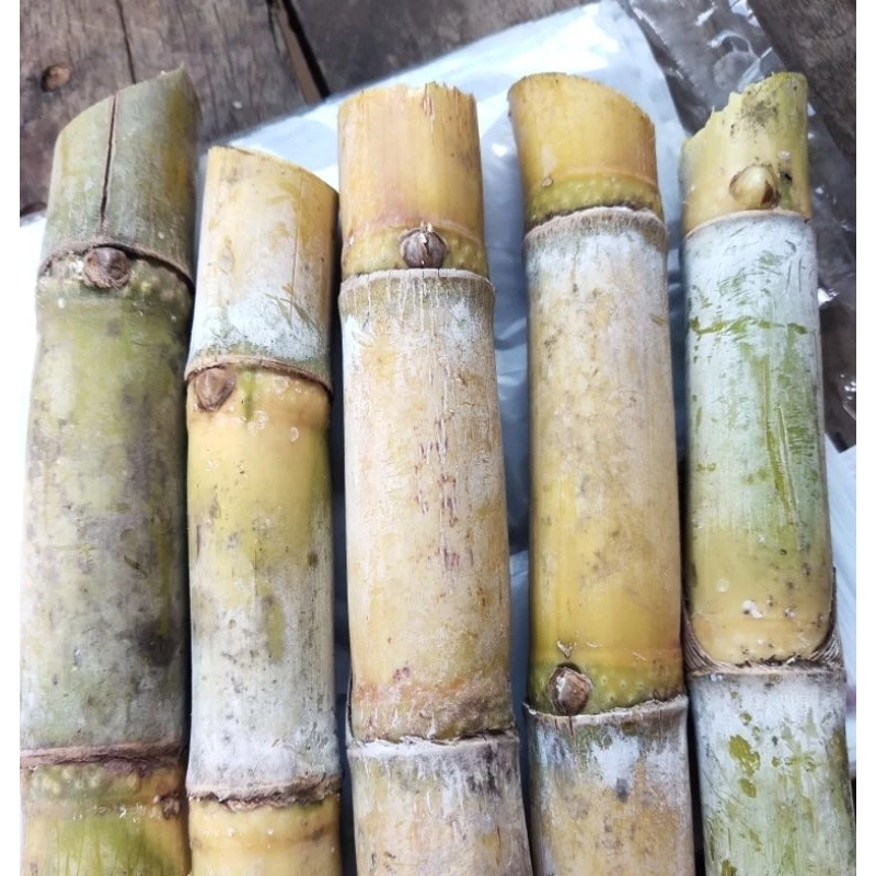 ท่อนพันธุ์อ้อยคั้นน้ำ สุพรรณบุรี50 ชุด 10, 20, 40 ข้อตา จัดส่งเป็นท่อน 2 ข้อตา