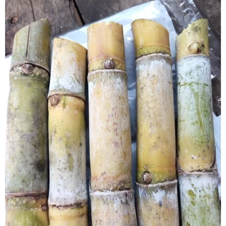 ท่อนพันธุ์อ้อยคั้นน้ำ สุพรรณบุรี50 ชุด 10, 20, 40 ข้อตา จัดส่งเป็นท่อน 2 ข้อตา