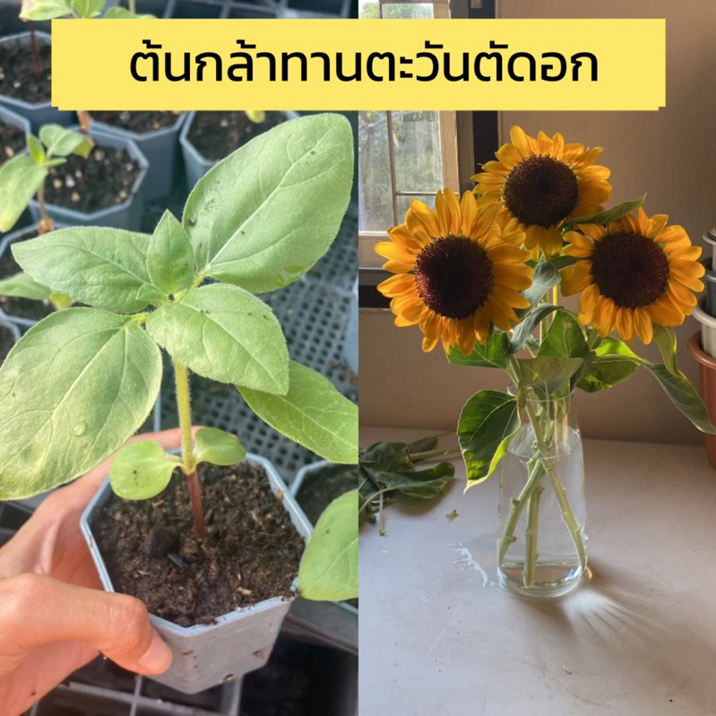 ต้นกล้าทานตะวัน พร้อมย้ายปลูก