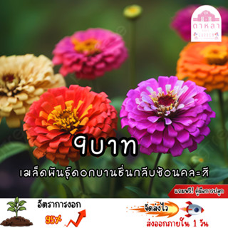 ดอกบานชื่อนกลีบซ้อนคละสี 100 เมล็ด