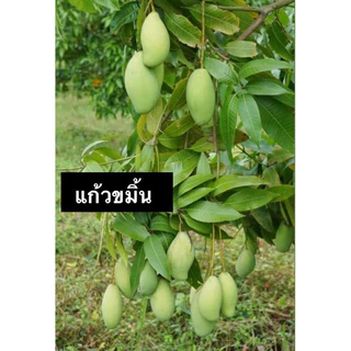ต้นมะม่วงเสียบยอดขนาดใหญ่ ความสูง 100-150 เซนติเมตร มีหลายสายพันธุ์