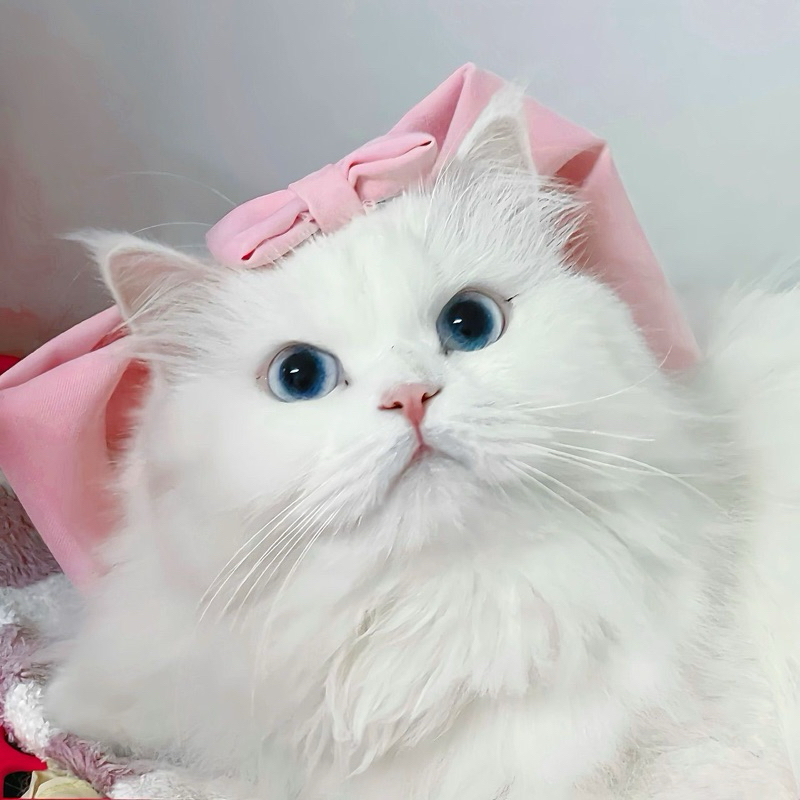 ปลอกคอแมว น่ารัก โบว์แมวมารี โบว์พร้อมปลอกคอ และกิ๊ฟโบว์ แมวมารี