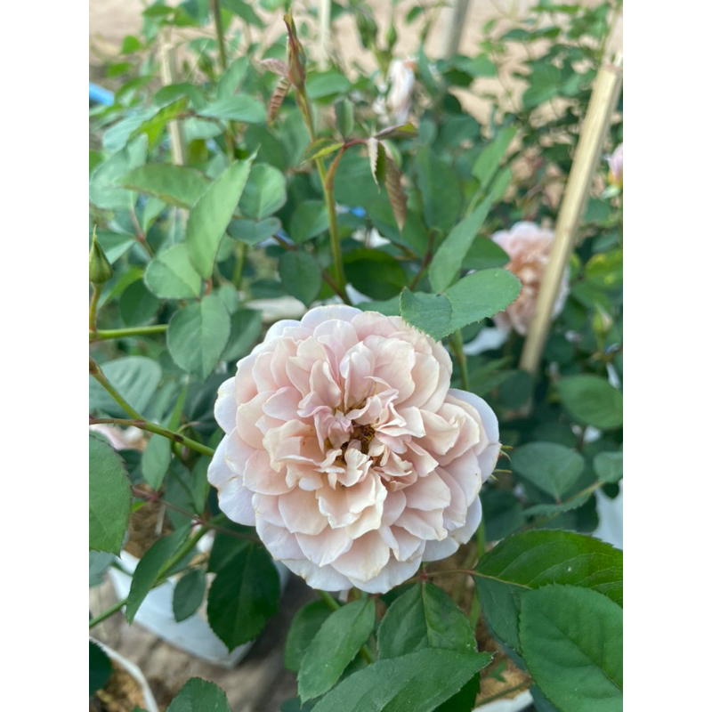 กุหลาบไอโอริ (Iori rose) ออกดอกดก สวยมาก