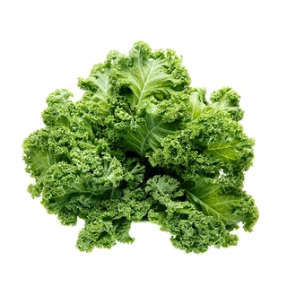 100เมล็ เมล็ดพันธุ์ดเคลใบหยิก เมล็ดคะน้าเคล เคลใบหยิกคะน้าเคลใบหยิก Kale เมล็ดผัก ปลูกง่ายโตไว