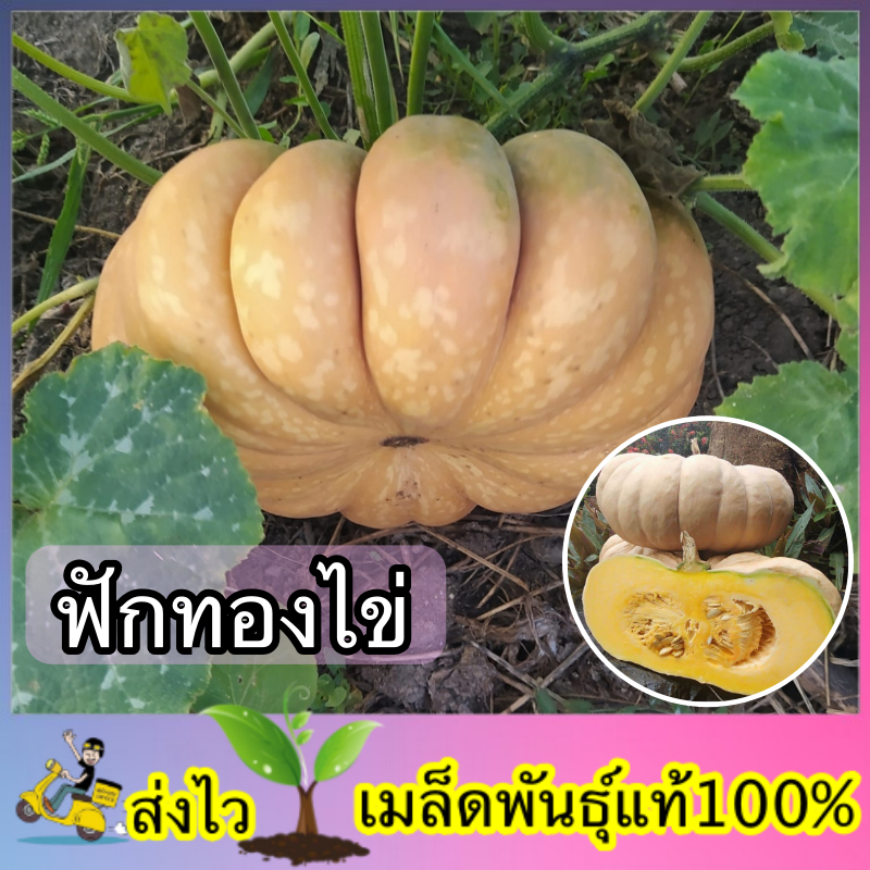 เมล็ดพันธ์ุ ฟักทองไข่ลืมผัว ซองละ 20g