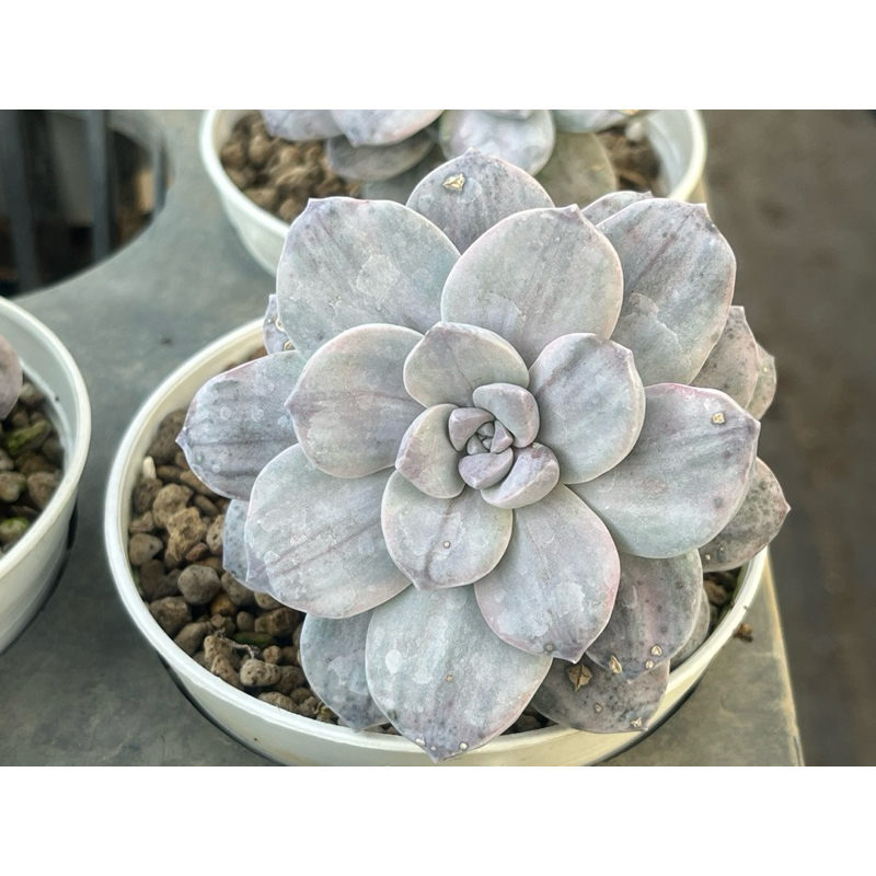 Graptopetalum Silverbum กุหลาบหินไม้อวบน้ำขนาดกระถาง 4 นิ้ว