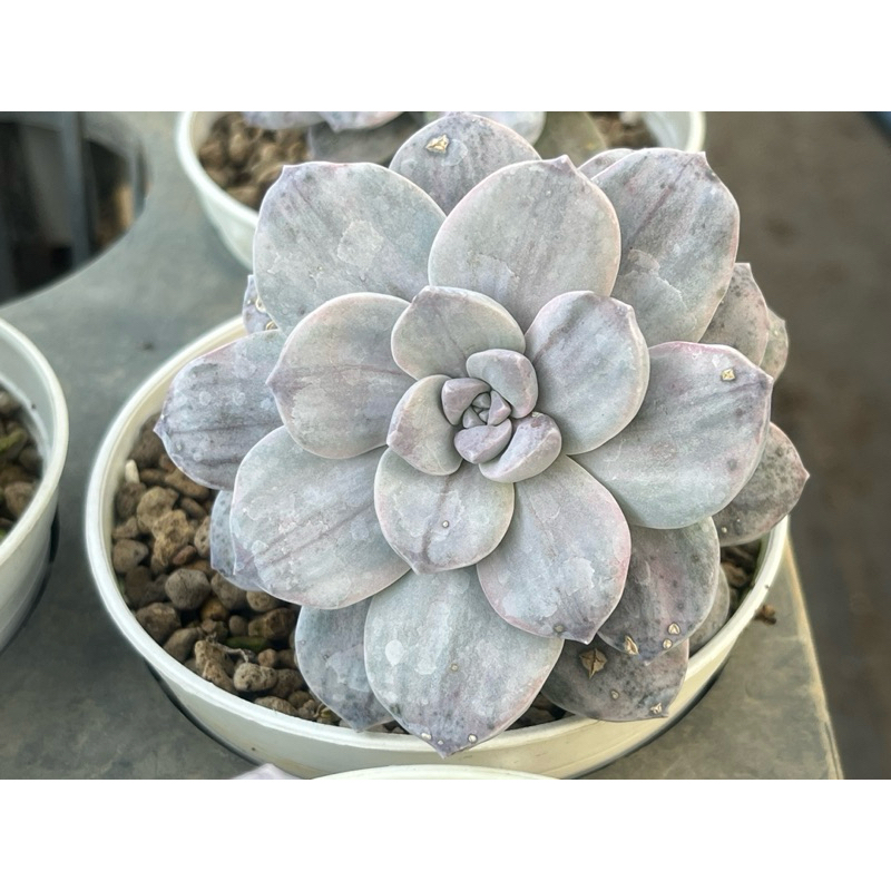 Graptopetalum Silverbum กุหลาบหินไม้อวบน้ำขนาดกระถาง 4 นิ้ว