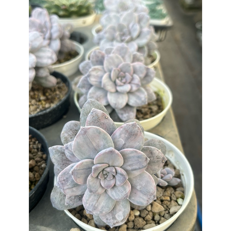 Graptopetalum Silverbum กุหลาบหินไม้อวบน้ำขนาดกระถาง 4 นิ้ว