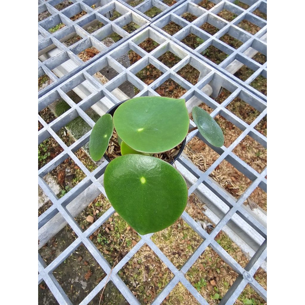 มุมมอง 3