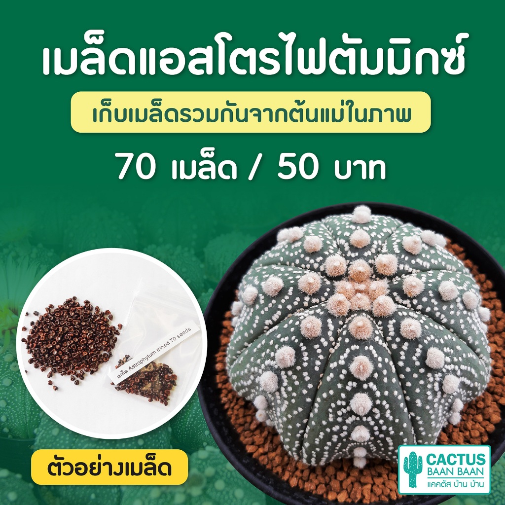 เมล็ดแคคตัส แอสโตรมิกซ์ ชุดล่ะ 70+ เมล็ด (Astrophytum Mix)