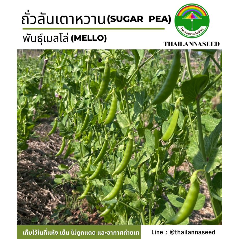 เมล็ดพันธุ์ผักสวนครัว ถั่วลันเตาหวาน พันธุ์เมลโล่ ( ขนาด 5 กรัม ) รหัสสินค้า 6044