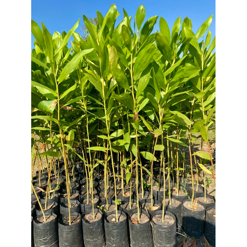 ต้นกระถินเทพา ( สูง 70-90cm) ไม้โตไว ปลูกไว้ปรับสภาพดิน ต้นแข็งแรง พร้อมปลูก