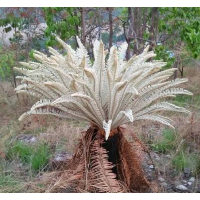 เมล็ดปรงใบเงิน Cycas siamensis Miq or silver cycad