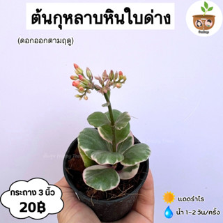 ต้นกุหลาบหินใบด่าง จัดส่ง 2 ต้นขึ้นไป คละแบบได้
