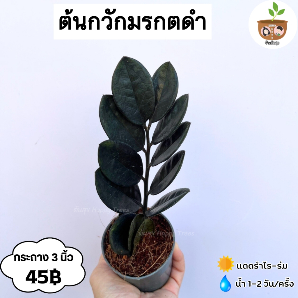ต้นกวักมรกตดำ (45) จัดส่ง 2 ต้นขึ้นไป คละแบบได้