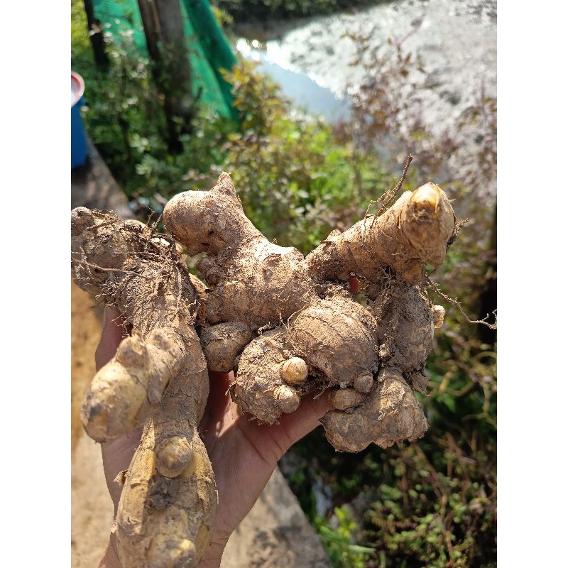 ขิงแก่ ปลูกเองจากที่สวน