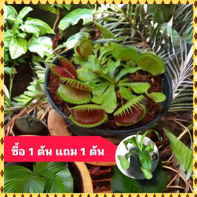 ต้นกาบหอยแครง ต้นไม้กินแมลง ต้นหม้อข้าวหม้อแกงลิง
