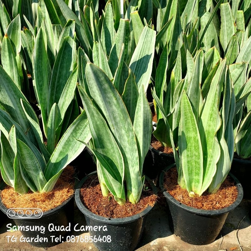 ลิ้นมังกร, Snake Plant ถุงดำ/กระถาง 8"