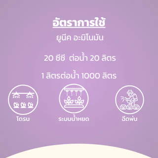 ยูนีค อะมิโนมัน ขยายหัวมัน "สูตรเฉพาะสำหรับพืชลงหัวทุกชนิด" ช่วยกระตุ้นการลงหัว ช่วยเพิ่มแป้ง เพิ่มขนาด หัวใหญ่ 1 ลิตร