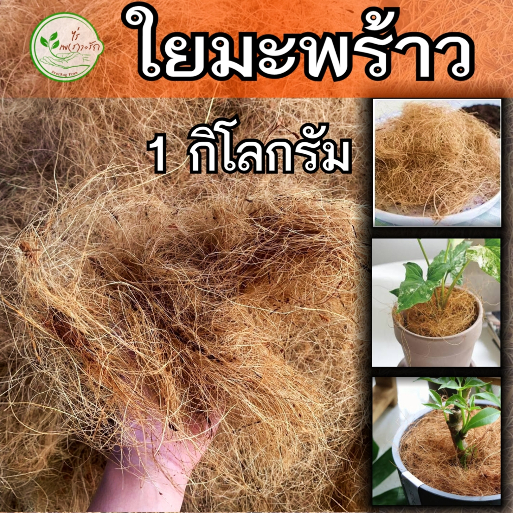 ใยมะพร้าว บรรจุ 1 กิโลกรัม เส้นใยมะพร้าว ใหม่สะอาด คุณภาพดี สำหรับปลูกพืช คลุมดิน และเลี้ยงสัตว์ ไม่ขาด ไม่ผุ