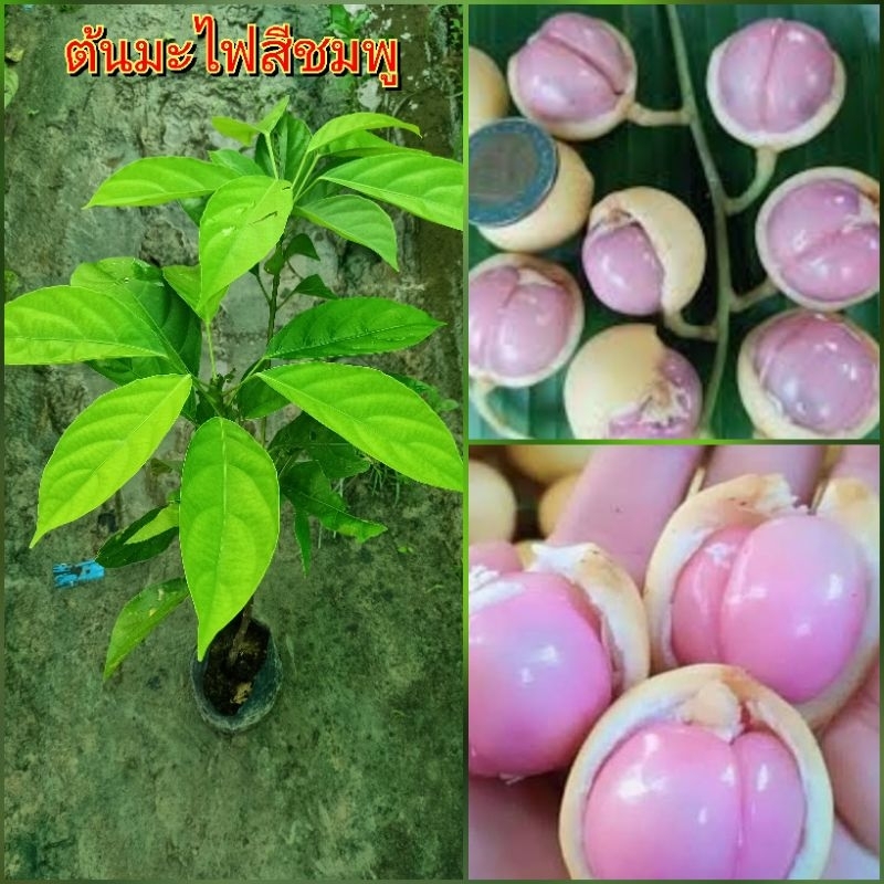 ต้นมะไฟสีชมพู กิ่งตอน มีผลใหญ่ เนื้อในสุกเป็นสีชมพู มีเปลือกสีเหลือง มีรสชาติหวานอมเปรี้ยว