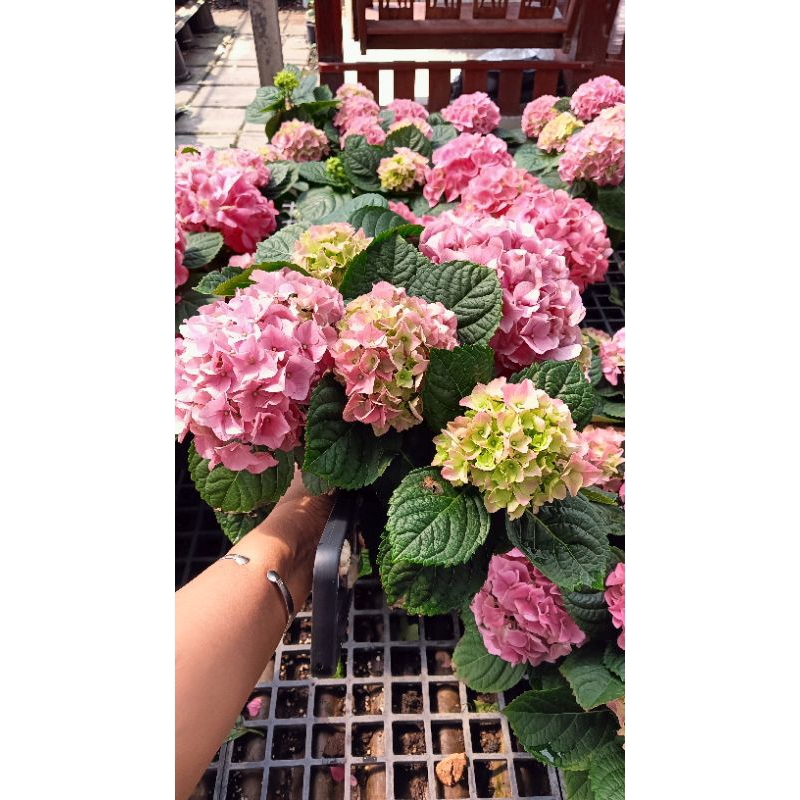 hydrangea ชมพูสีหวานแหววในกระถาง 8 นิ้ว