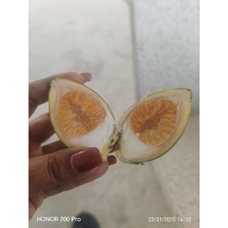 หมากอ่อน​ชั่งส่ง1กิโลกรัม​ ประมาณ​25-30ลูกแถมทุกออเดอร์​