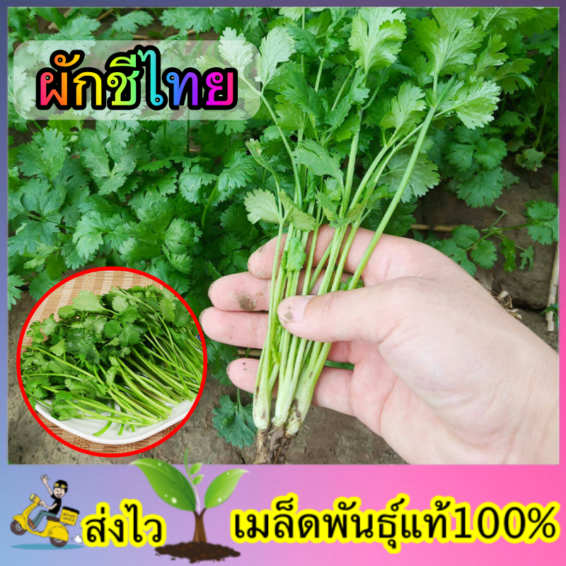 เมล็ดพันธ์ุ ผักชีไทย ซองละ 30 เมล็ด