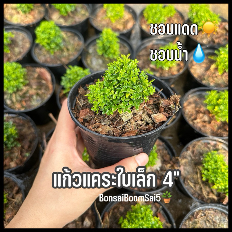 ต้นแก้วแคระใบเล็กไม้แดด ต้นไม้มงคลจิ๋ว กระถาง4นิ้ว **ออกดอกได้**