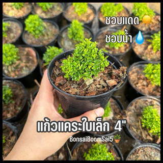 ต้นแก้วแคระใบเล็กไม้แดด ต้นไม้มงคลจิ๋ว กระถาง4นิ้ว **ออกดอกไ…