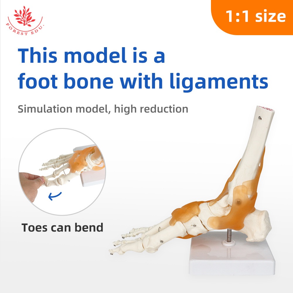 💰คุ้มมาก!💰โมเดลข้อเท้า+พร้อมเอนเสมือนจริง Ankle Foot Anatomy เพื่อการศึกษาเหมาะสำหรับโรงเรียน สถานพยาบาล แข็งแรง ทนทาน