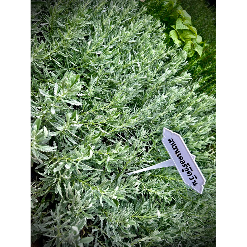 Lavender Goodwin ลาเวนเดอร์ กู้ดวิน French Lavander ลาเวนเดอร์สายพันธุ์ ฝรั่งเศส มีกลิ่นหอม แข็งแรง ทนทาน ปลูกง่าย