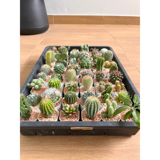🌵 A Little cactus🌵| แคคตัสยกถาด 54 ต้น สามารถระบุพันธ์ให้ทางร้านได้ แคคตัส กระบองเพชร