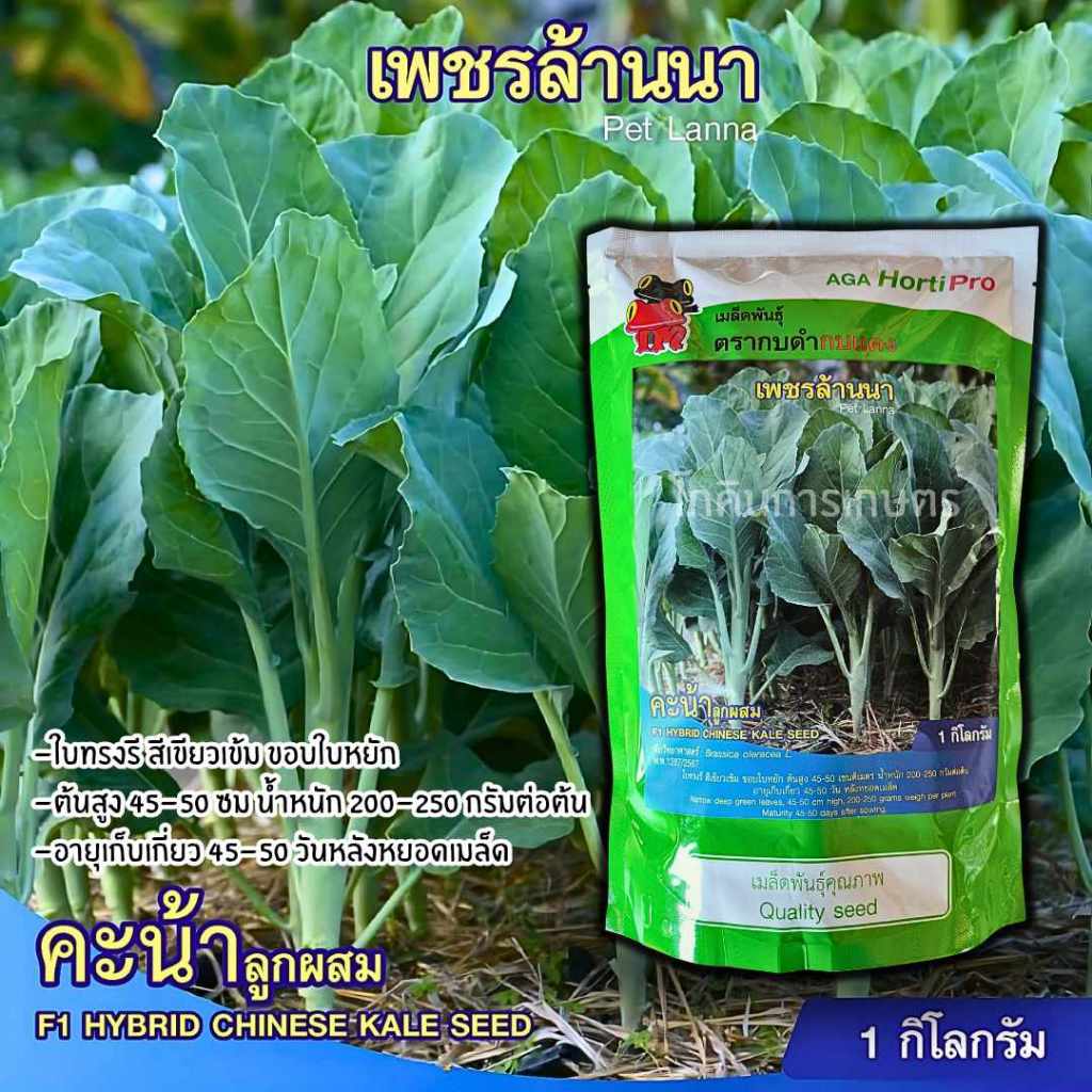 เมล็ดพันธุ์คะน้าเพชรล้านนาลูกผสม (AGA) ขนาด 1000 กรัม