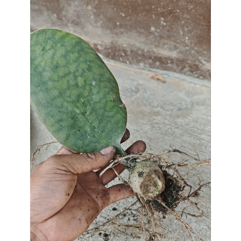 ครีบปลาวาฬ​ 1​ ต้น​ 35​ บาท