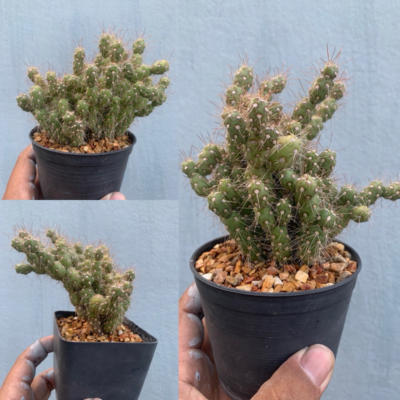 โอพันเทีย ดอกไม้ไฟ (Corynopuntia vilis) หนามดูด หนามโหด ไม้ประดับ