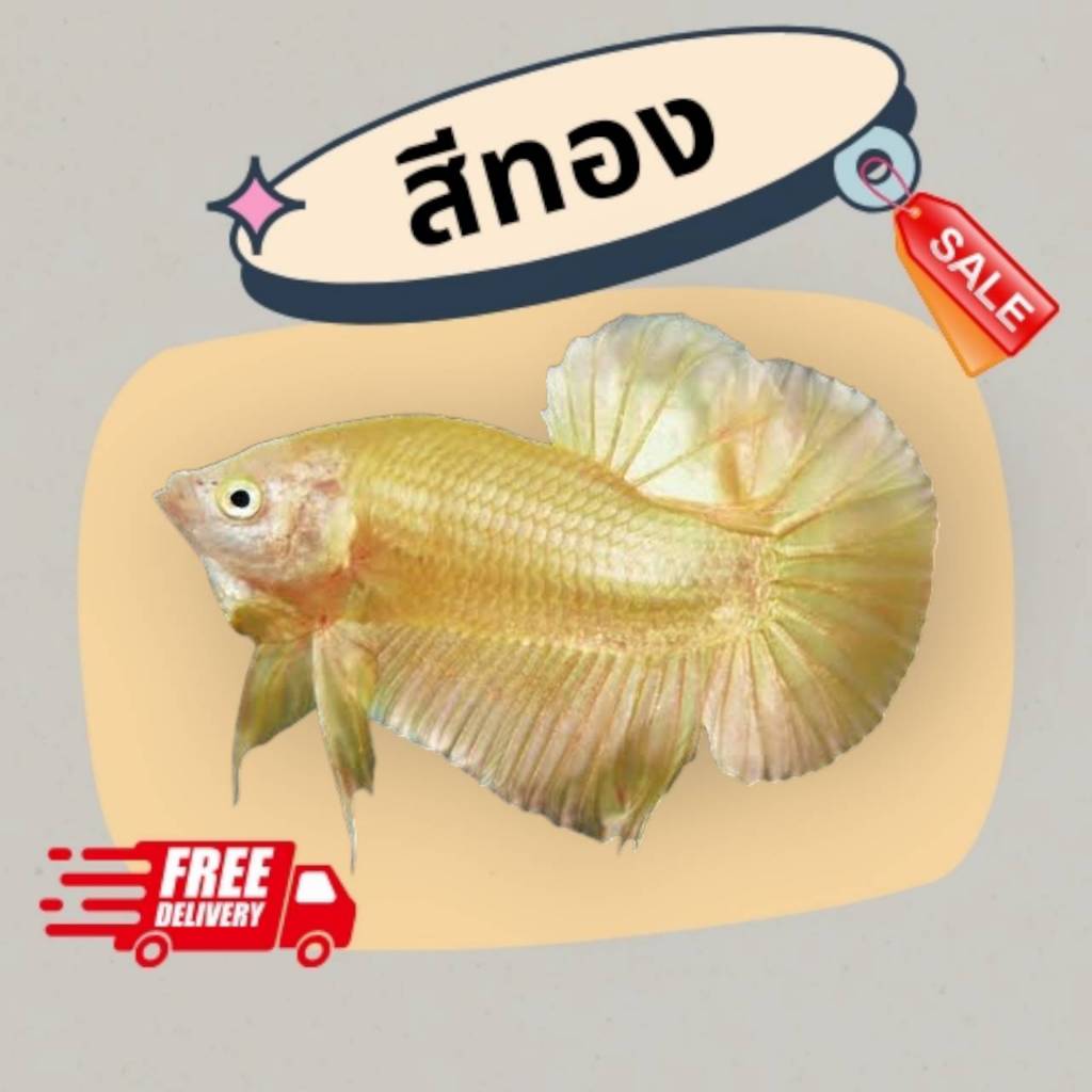 betta :ซุปเปอร์โกล "ทรงสวย แข็งแรง" ***มีรับประกันสินค้า***