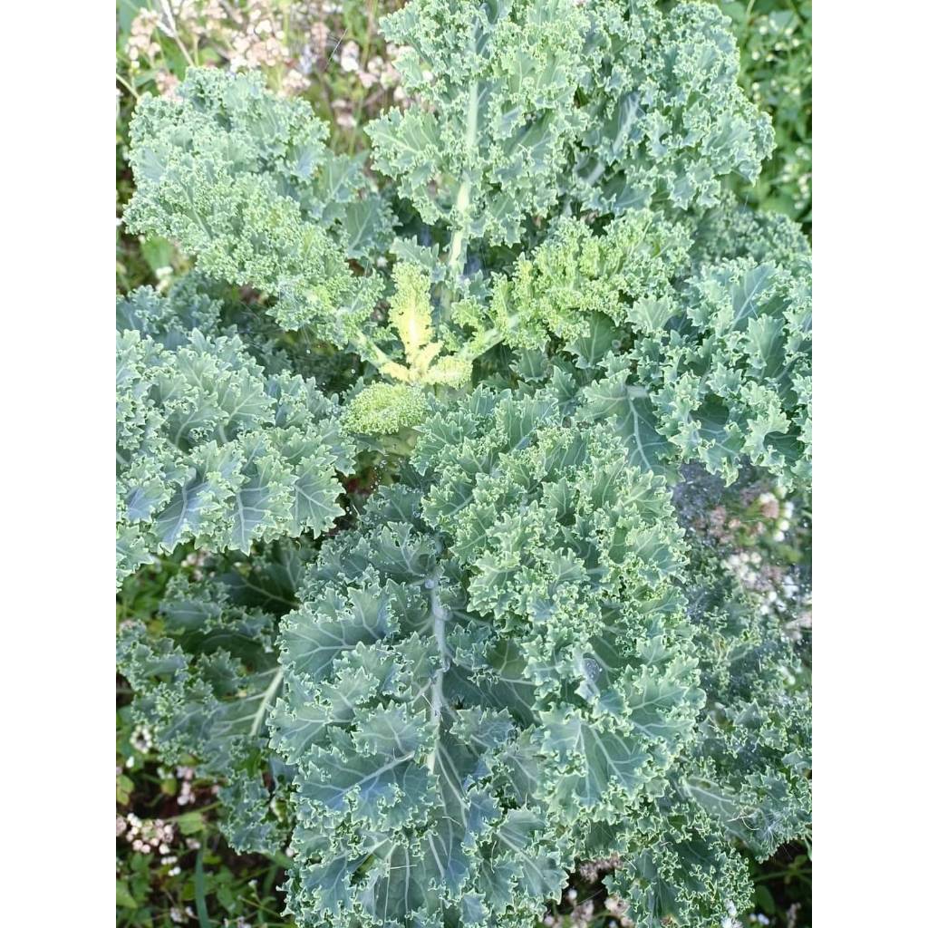 ต้นพันธุ์ เคลหยิก เคลสีเขียว เคลหยิกเขียว  kale พร้อมปลูกในถุงดำ 29 บาท