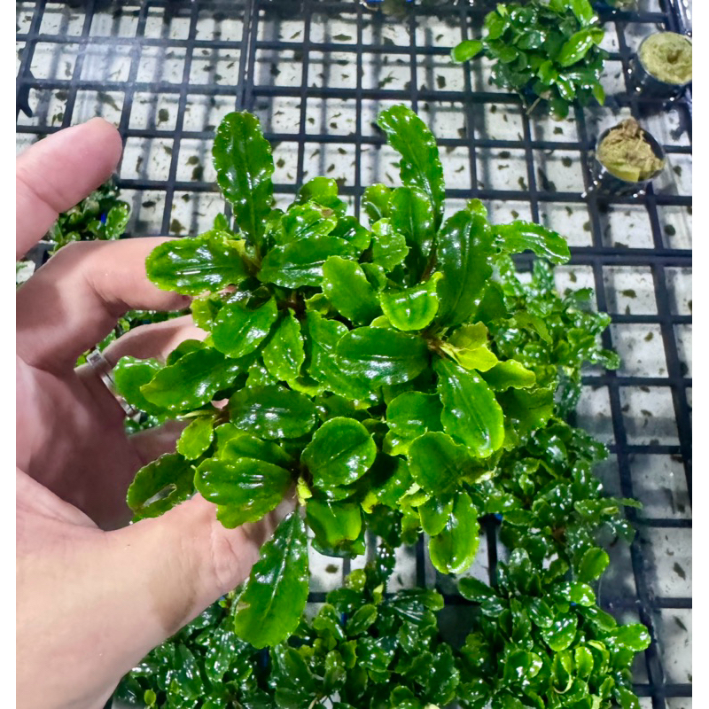 บูเซ็บกรีนวาวี่ (Bucep greenwavy) ใบบกเลี้ยงชื้น ขายเป็นพอท