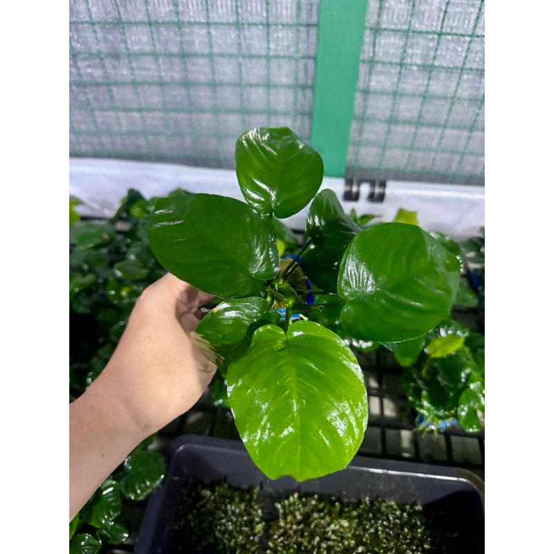 อนูเบียสนานาใบใหญ่ (Anubias nana) ใบบกเลี้ยงชื้น ขายเป็นพอท