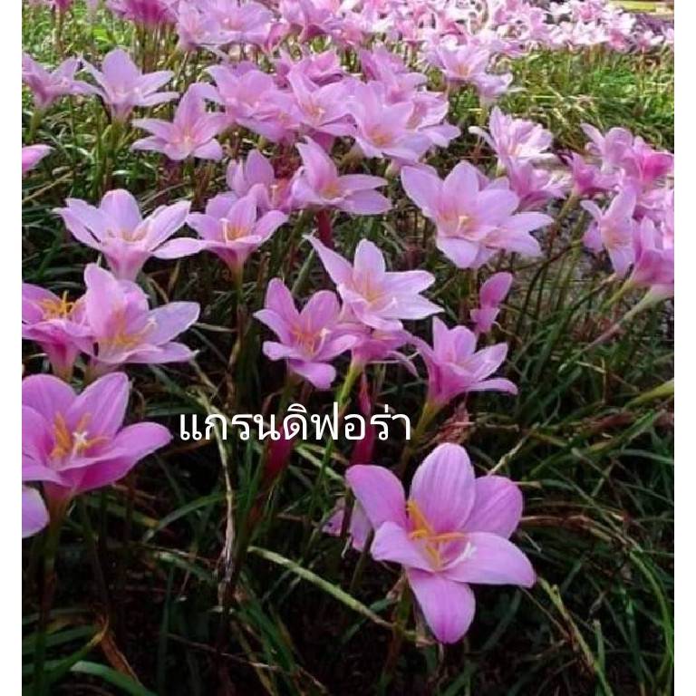 บัวดิน(40หัว/5สายพันธุ์)แยกสีให้ แกรนดิฟอร่า18,โรเซีย7,รักแรก7,ขาวแคนดิด้า5,เหลืองขมิ้น3 ดอกไม้ flower สินค้าพร้อมส่ง