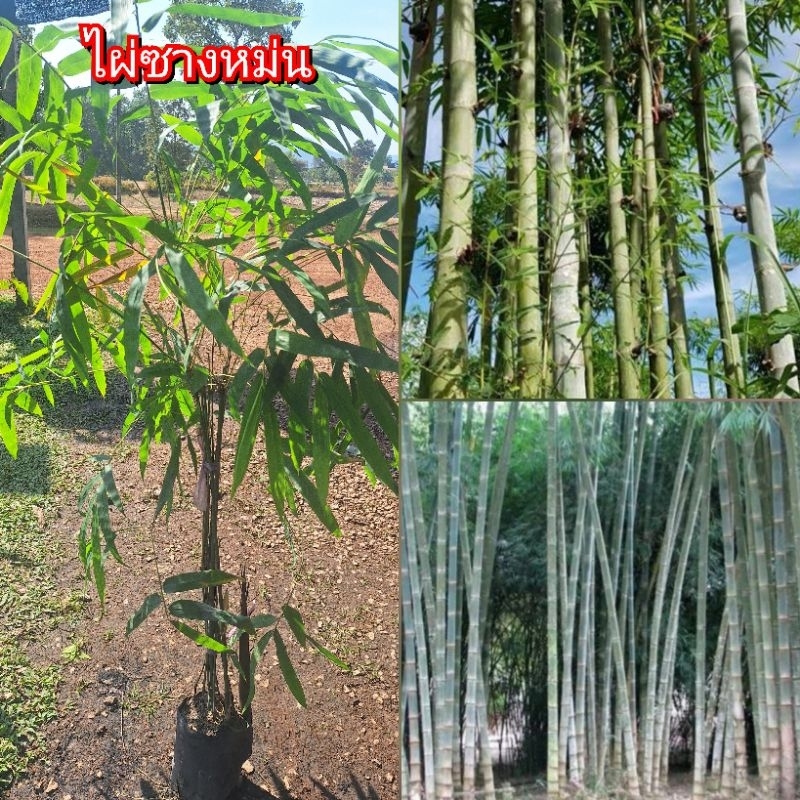 ไผ่ซางหม่น หรือไผ่นวลราชินี เจริญเติบโตได้เร็ว ลำต้นมีขนาดใหญ่ เนื้อไม้หนา กิ่งแขนงน้อย