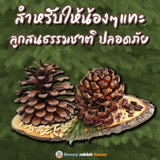 Runny RH ลูกสนลับฟัน สำหรับสัตว์ฟันแทะ ปลอดภัย ธรรมชาติแท้ๆ ไม่แต่งสี