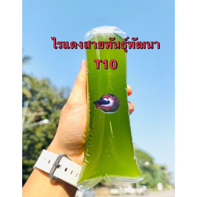 ไรแดงT10 แตกตัวx3 (แตกตัว3เท่า ของไรแดงทั่วไป) เป็นไรแดงที่พัฒนาขึ้นมา ของแท้100%