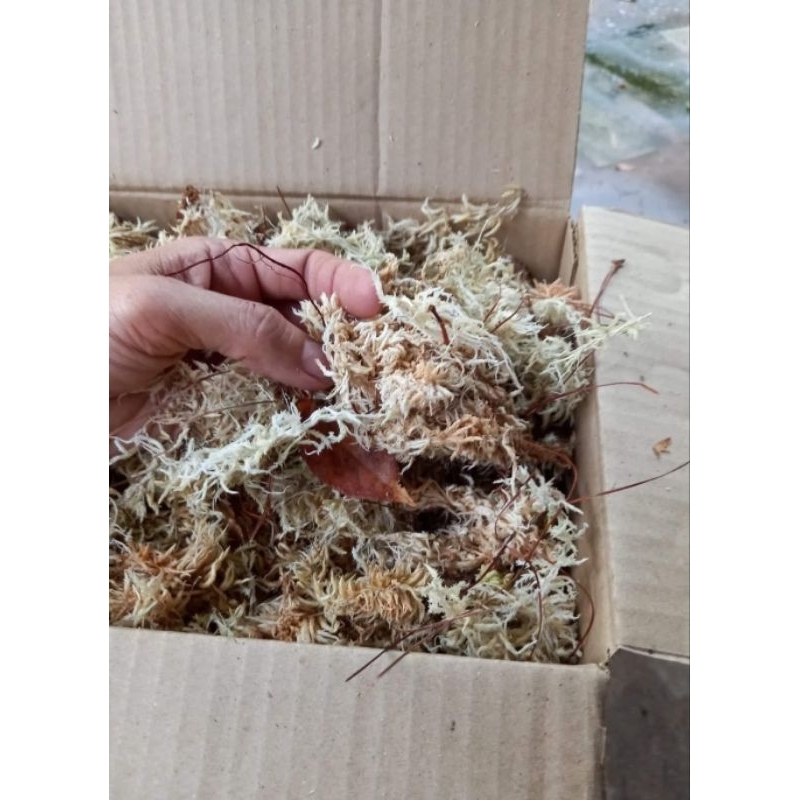 สเฟกนั่มมอสสด มอสสะอาด มอสจากธรรมชาติไม่มีสารเคมี sphagnummoss2 เกรดA  2 ขีด 200 กรัม 80บ. ราคา ถูกที่สุด ดีลบีเคเค
