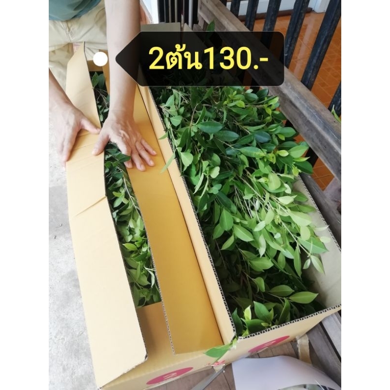 ไทร​เกาหลี​ตอน​ขนาด​100​cm.​2ต้นราคา130บาท​